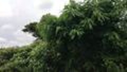 En video: liberaci√≥n de aves silvestres en el Ecoparque el Embudo