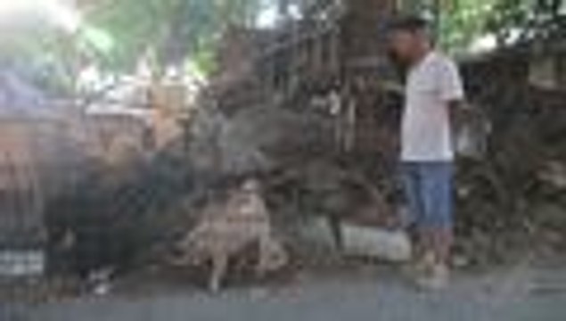 Ecologistas logran victoria ante pol√©mico Festival de Carne de Perro de Yulin