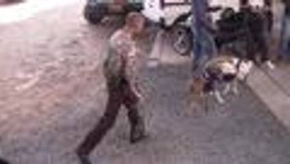 Así instalan microchips para identificar a perros de razas peligrosas en Cali