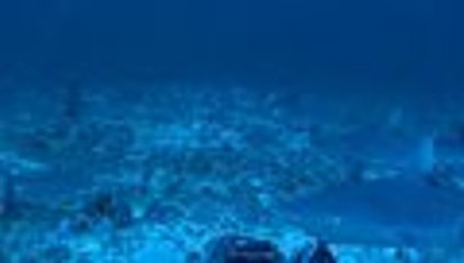 El declive de poblaci√≥n de tiburones puede cambiar la fisonom√≠a de los peces