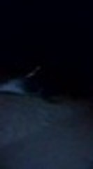 Encuentran a un león marino en la playa de Piangüita, en la costa Pacífica del Valle