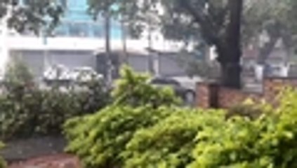 Caída de árboles por fuerte aguacero en Cali 2