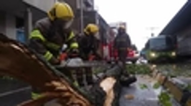 Bomberos atendieron emergencias por caída de árboles