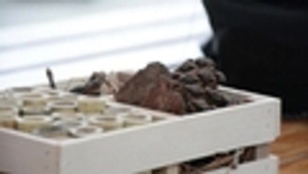 Video: diseñan 'hoteles' para proteger a las abejas silvestres en México