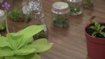 En video Plantas carnívoras, rarezas llenas de mitos que viven bajo amenaza