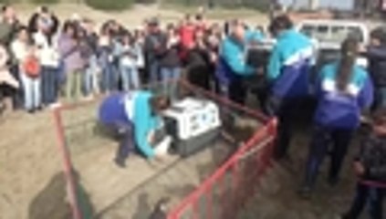 Pingüinos rehabilitados regresan al mar en Argentina