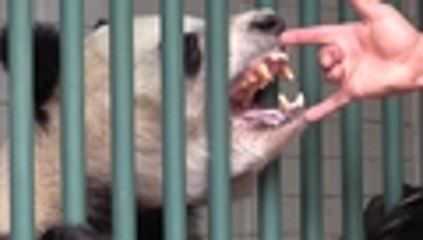 Conozca a 'Shuan Shuan', la panda mexicana que va a cumplir 31 años