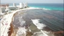 Video: buscan soluciones para 'invasión' de algas en playas de Cancún y la Riviera Maya, México