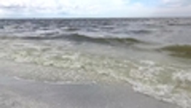 Centenar de manatíes y delfines han muerto por la 'marea roja' en Florida, EE. UU.