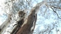 En video: tala masiva de árboles en Australia deja sin hábitat a koalas en Australia