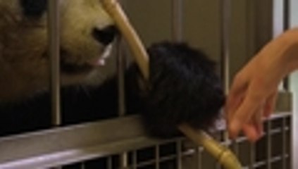 Zoológico de Viena pone a pintar a una de sus osas panda para recaudar fondos