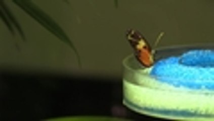 Cientos de mariposas tropicales pasan el invierno en un museo de Nueva York