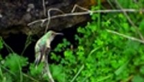 En video así es la nueva especie de colibrí que fue descubierta en los páramos de Ecuador
