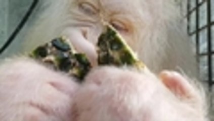Video: conozca a 'Alba'  la orangutana albina liberada en un parque natural en Indonesia