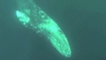 Así se registró la llegada de ballenas grises a Baja California Sur
