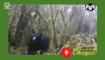 #PonteLosAnteojosPorLaVida, la campaña para proteger el oso andino