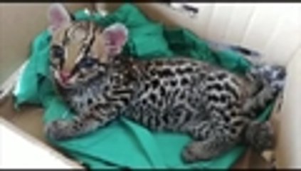 Cría de tigrillo abandonada en la CVC de Tuluá