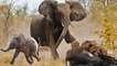 Hero Mother Elephant Save Baby From Lions Hunt - Elephant vs Lion - Animals Save Another Animals
