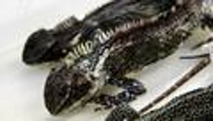 Descubren 'dragones' miniatura en los Andes peruanos y ecuatorianos