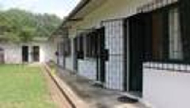 Con ratas gigantes buscan detectar la tuberculosis en África