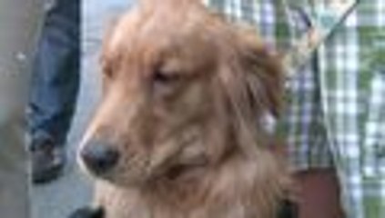 Mascotas también sufren escasez en Venezuela