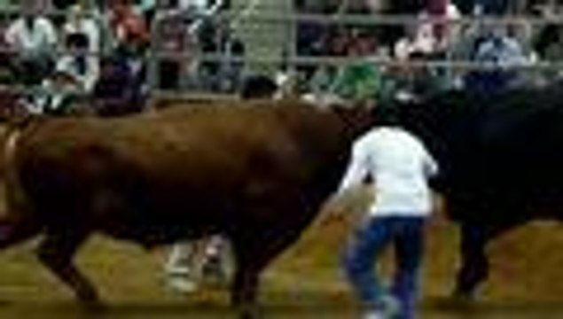 Corridas de toros sin toreros