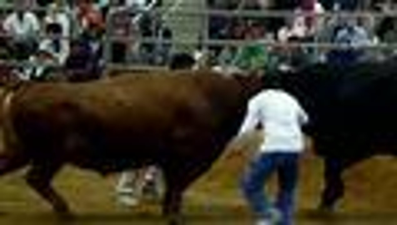 Corridas de toros sin toreros