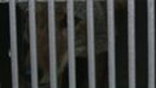 Animales maltratados en México van a EEUU