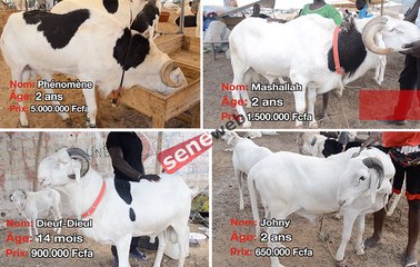 TABASKI: Les plus beaux et les plus chers taureaux de Dakar...