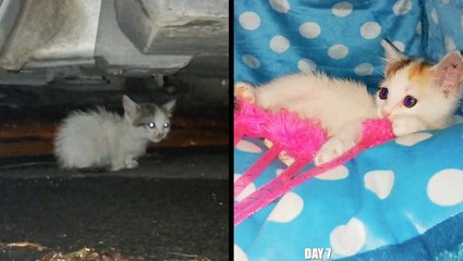 Abandoned Kitten Nursed Back To Health