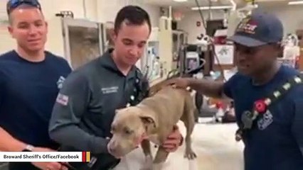 Télécharger la video: Firefighters Rescue Dog Found Injured On Road