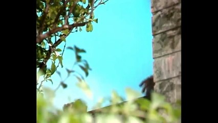 Bao Thanh Thiên - Vụ án Tấm Biển Trinh Tiết Tập 4