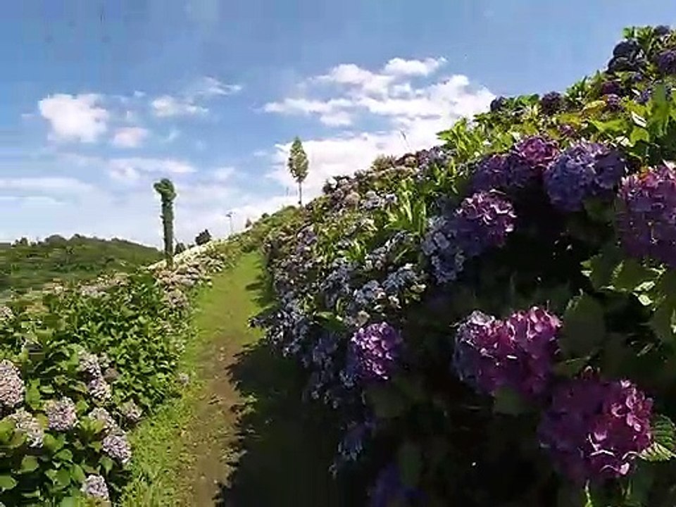 かざはやの里の一面の紫陽花　三重県