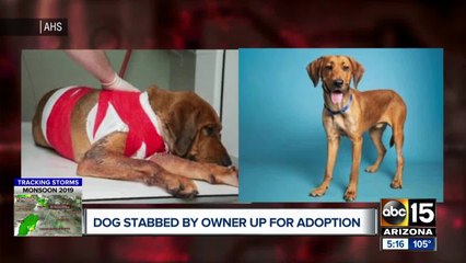 Dog stabbed by owner up for adoption