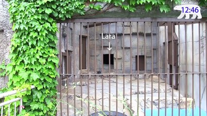 Polar Bear bounce in water