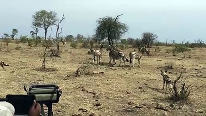 Wild Dogs Epic Battle
