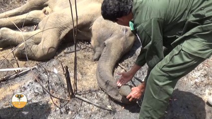 Treating an elephant injured  by a hakka patas