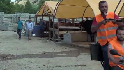 'Boğa yakalama timi' kuruldu - SAMSUN