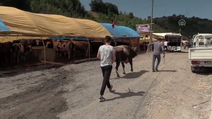 "Boğa yakalama timi" kuruldu