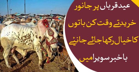 How to buy a perfect healthy sacrificial animal for Eid Ul Adha