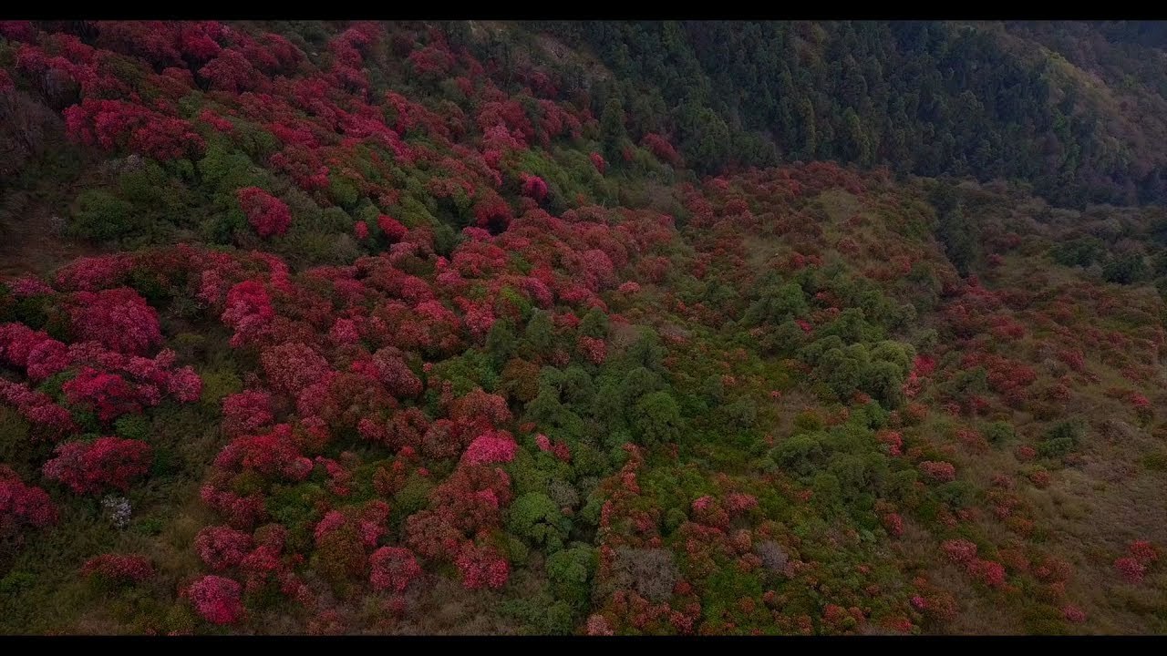 Most beautiful Himalayan flower vista you ever saw: Rhododendrons as far as the eye can see!