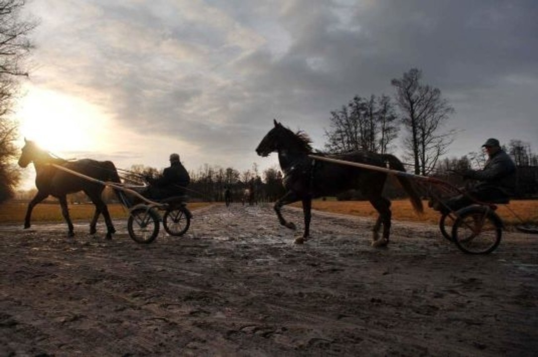 El origen de los caballos: El trotón francés