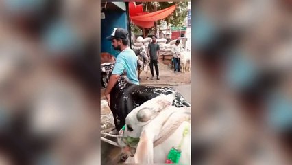 Get your cow wash for Rs100 in Karachi Pakistan