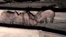 Erzincanlı çiftçilerden domuzlara karşı 'ses bombalı' önlem