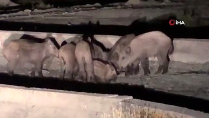 Erzincanlı çiftçilerden domuzlara karşı 'ses bombalı' önlem