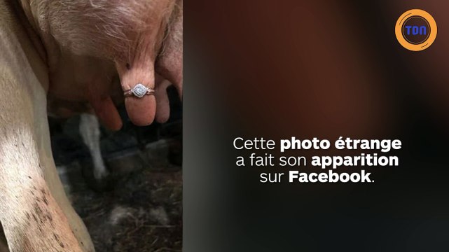 Il passe la bague au trayon de sa vache pour demander sa compagne en mariage !