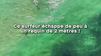 Ce surfeur échappe de peu à  un requin de 2 mètres !