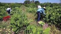 Could Mexico cactus solve world's plastics problem?