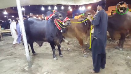 Humare Kaalo Laalo ka Intizaar kon kr ra ha - Bakra Mandi Pakistan