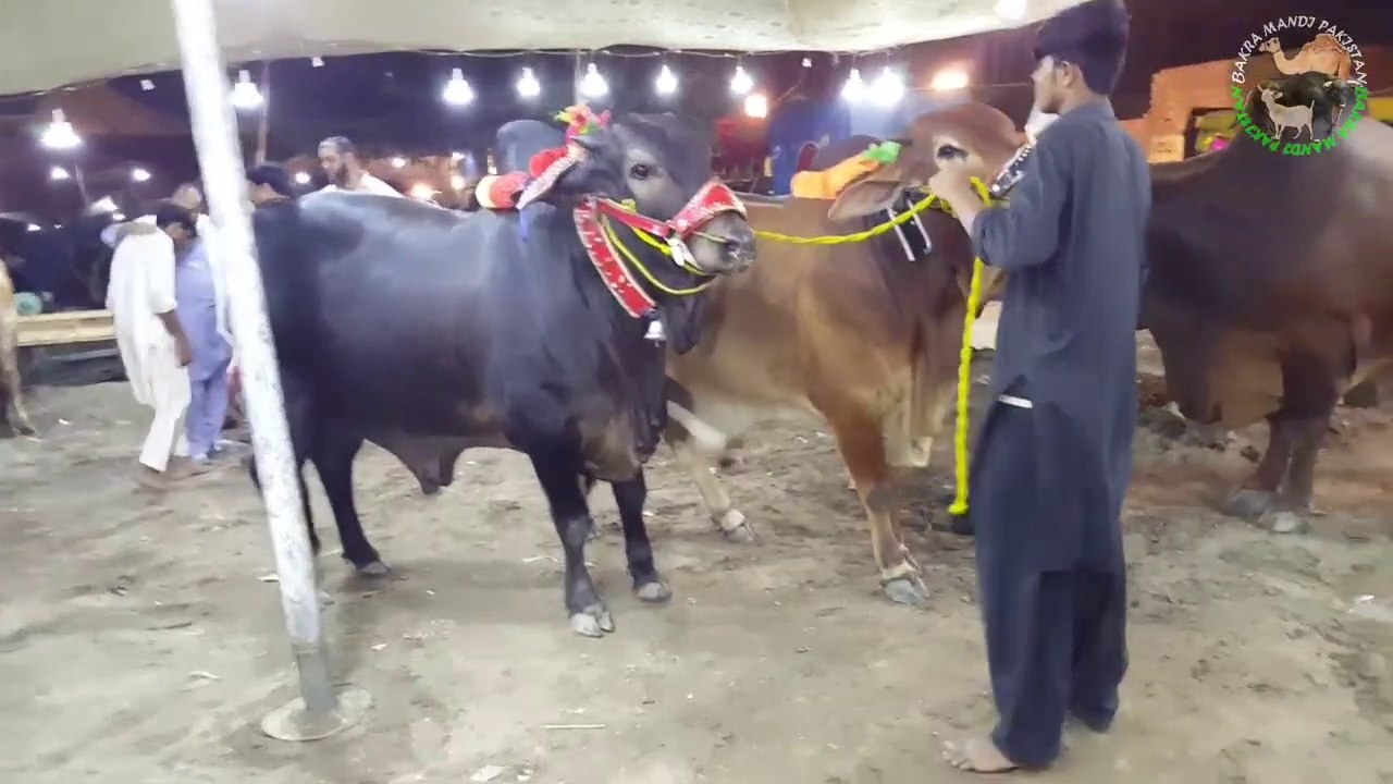Humare Kaalo Laalo ka Intizaar kon kr ra ha - Bakra Mandi Pakistan